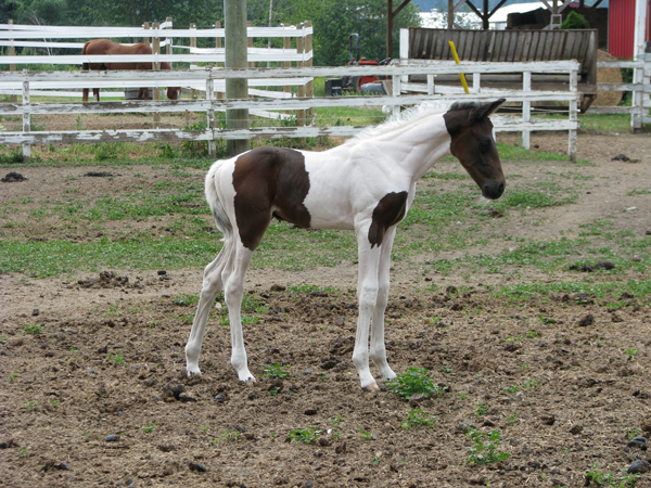 Maddison 2008 colt